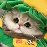 Avatar of Mehwish Raza